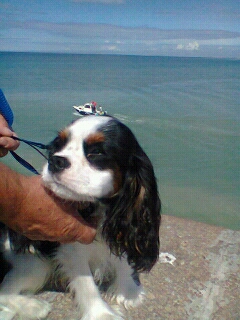 des cavaliers de Loveruva - sortie à la mer pr Hermès (fils de Faustine et Elfe)