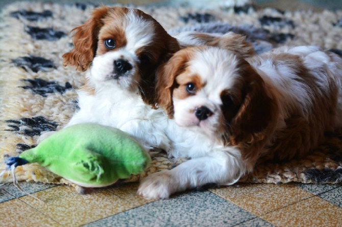 des cavaliers de Loveruva - nouvelles photos des bébés