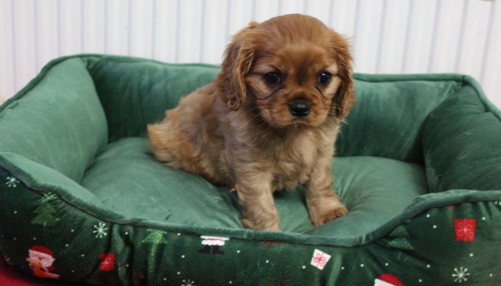 des cavaliers de Loveruva - Chiot disponible  - Cavalier King Charles Spaniel