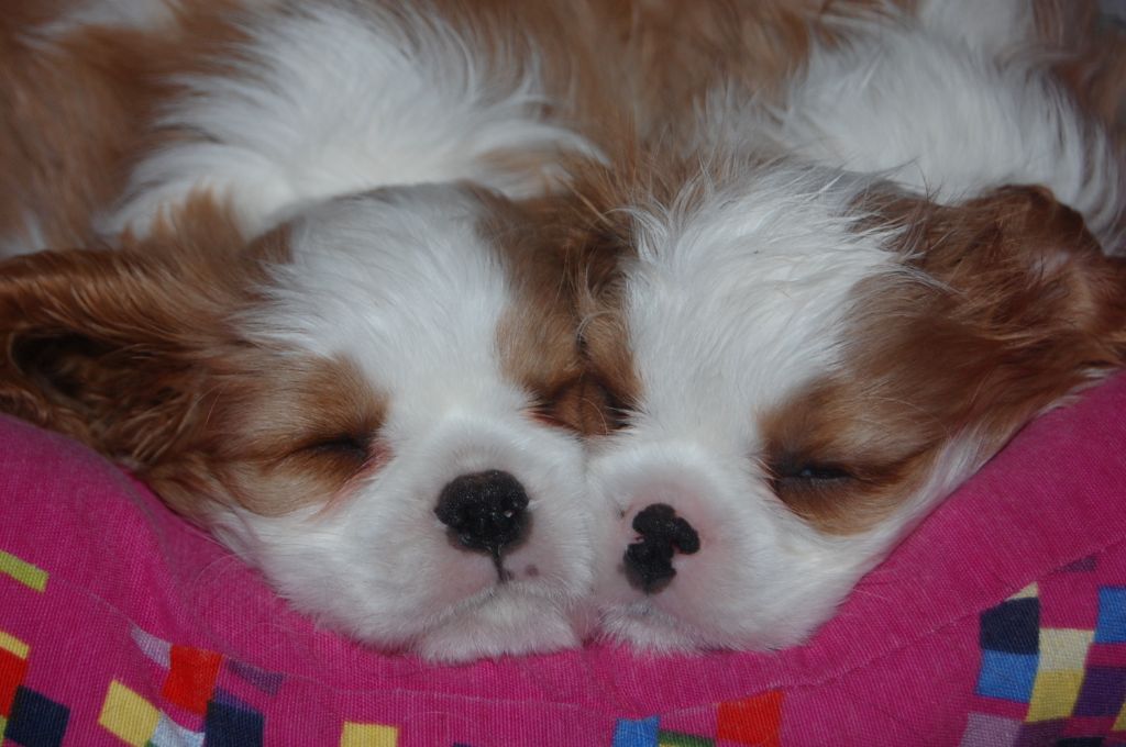 des cavaliers de Loveruva - les bébés ont 9 semaines