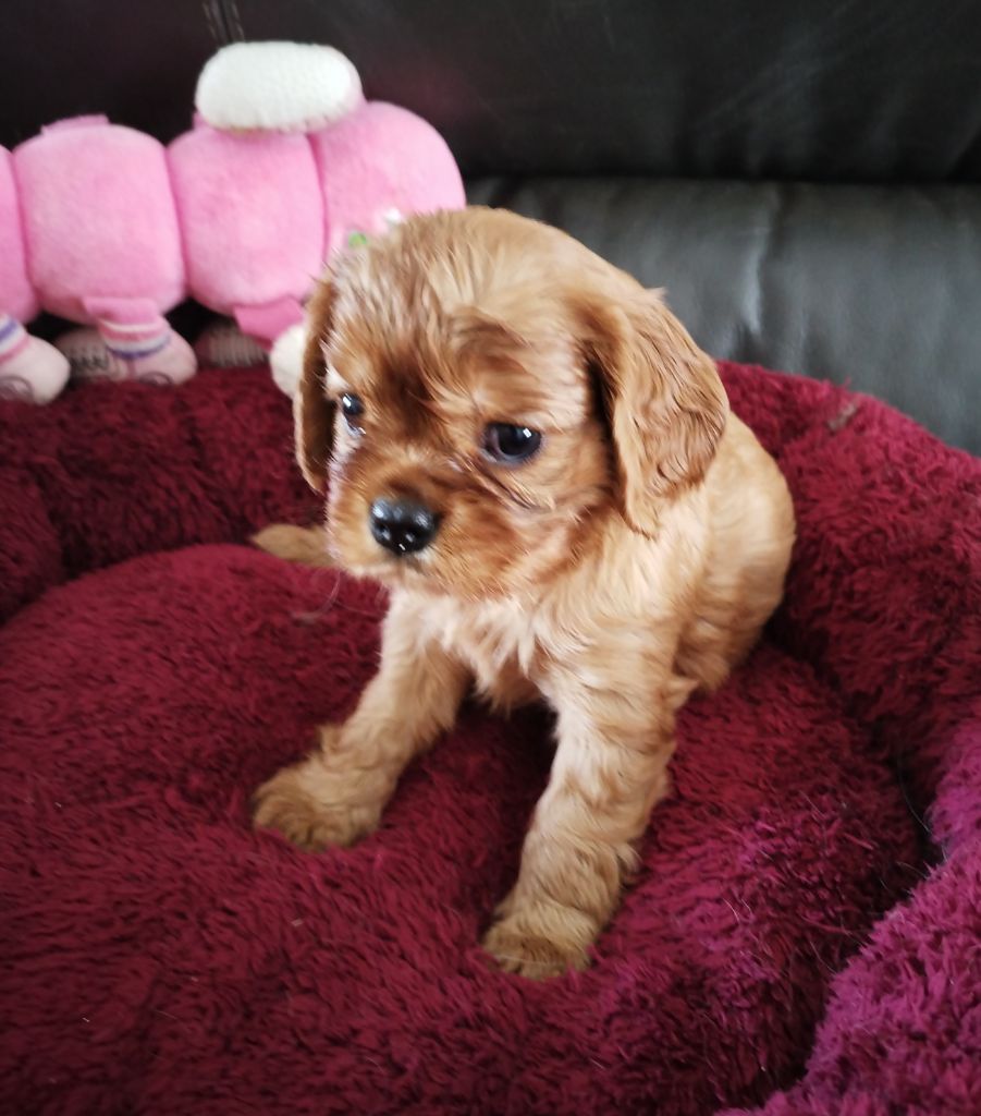 des cavaliers de Loveruva - Chiots disponibles - Cavalier King Charles Spaniel