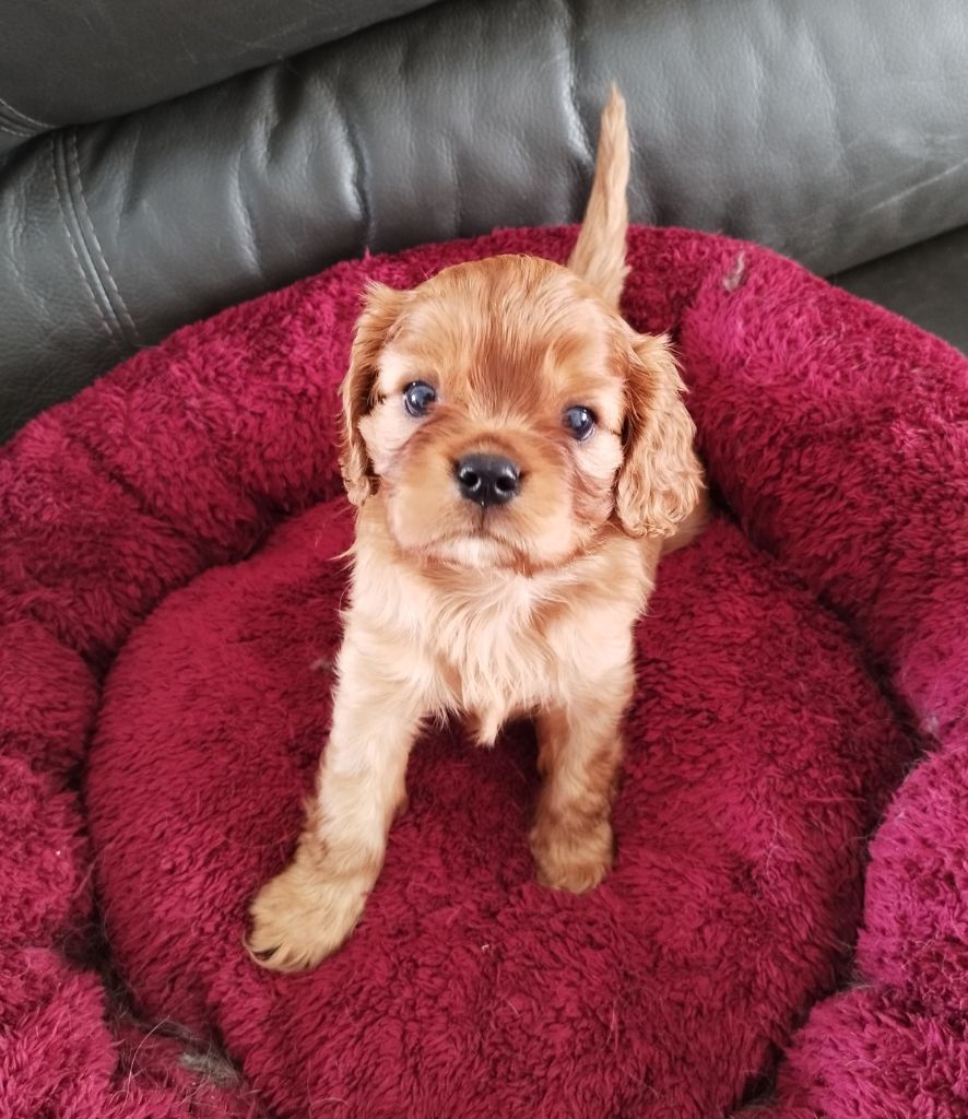des cavaliers de Loveruva - Chiots disponibles - Cavalier King Charles Spaniel