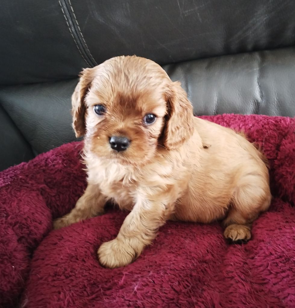 des cavaliers de Loveruva - Chiots disponibles - Cavalier King Charles Spaniel