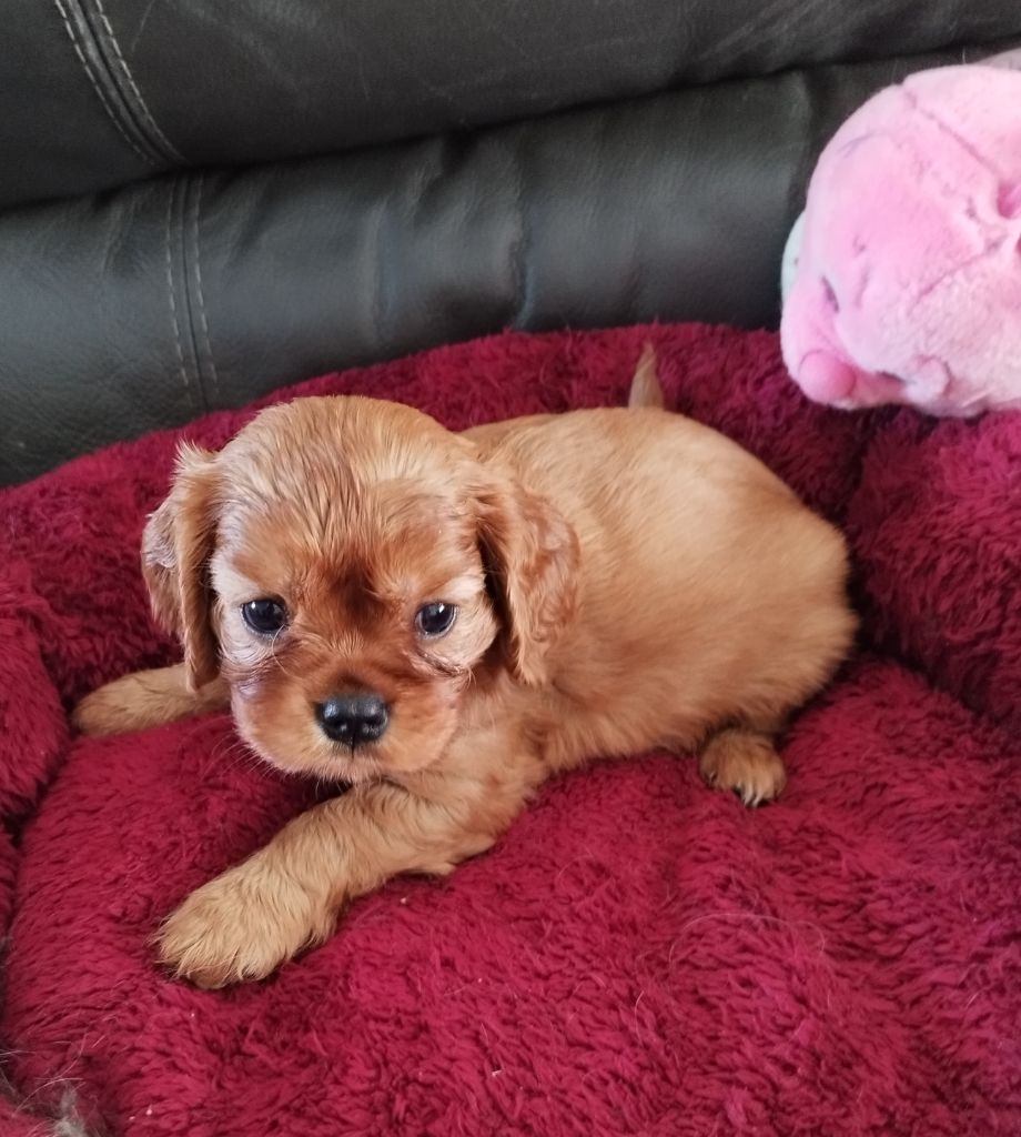 des cavaliers de Loveruva - Chiots disponibles - Cavalier King Charles Spaniel