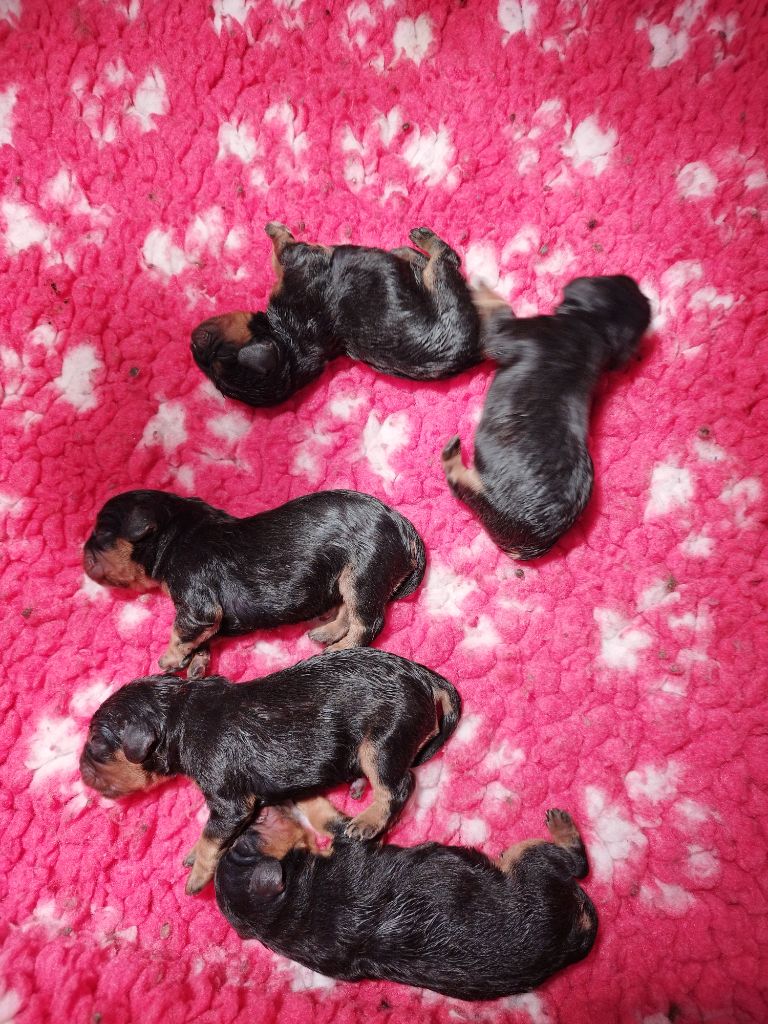 Chiot Cavalier King Charles Spaniel des cavaliers de Loveruva