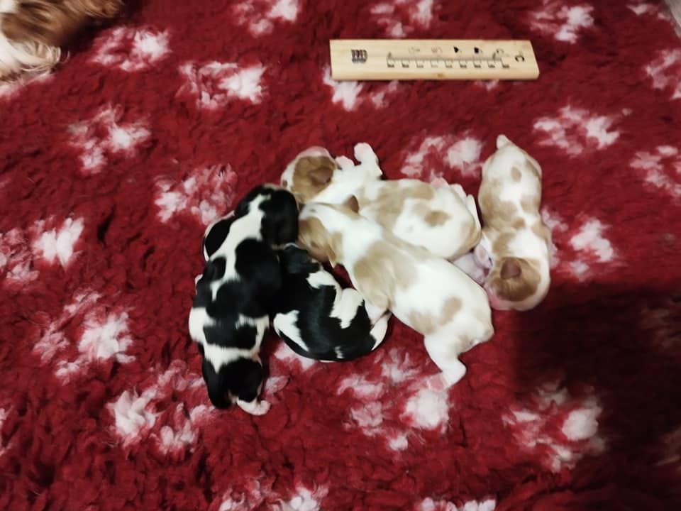 Chiot Cavalier King Charles Spaniel des cavaliers de Loveruva